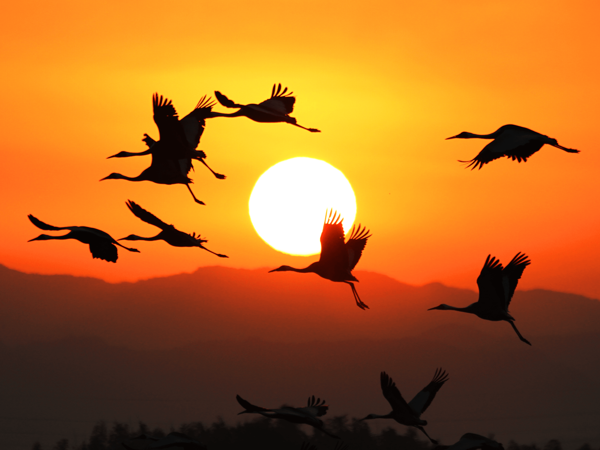朝陽の飛翔